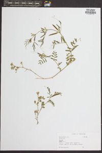 Vicia sativa subsp. nigra image