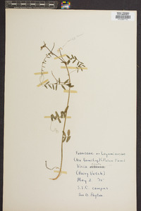 Vicia hirsuta image