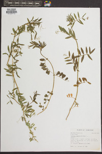 Vicia lathyroides image