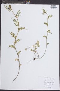 Vicia sativa subsp. nigra image