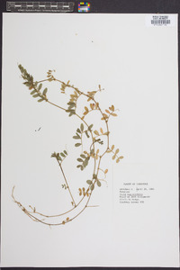 Vicia sativa subsp. nigra image