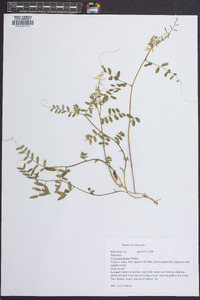 Vicia caroliniana image