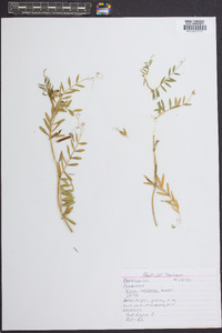 Vicia caroliniana image