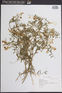 Vicia caroliniana image