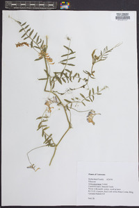 Vicia villosa subsp. varia image