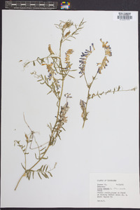 Vicia villosa subsp. varia image