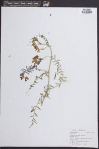 Vicia villosa subsp. varia image