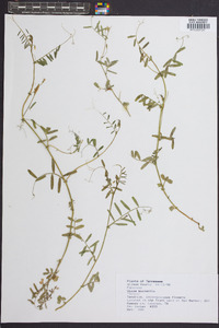 Vicia micrantha image