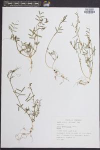 Vicia minutiflora image