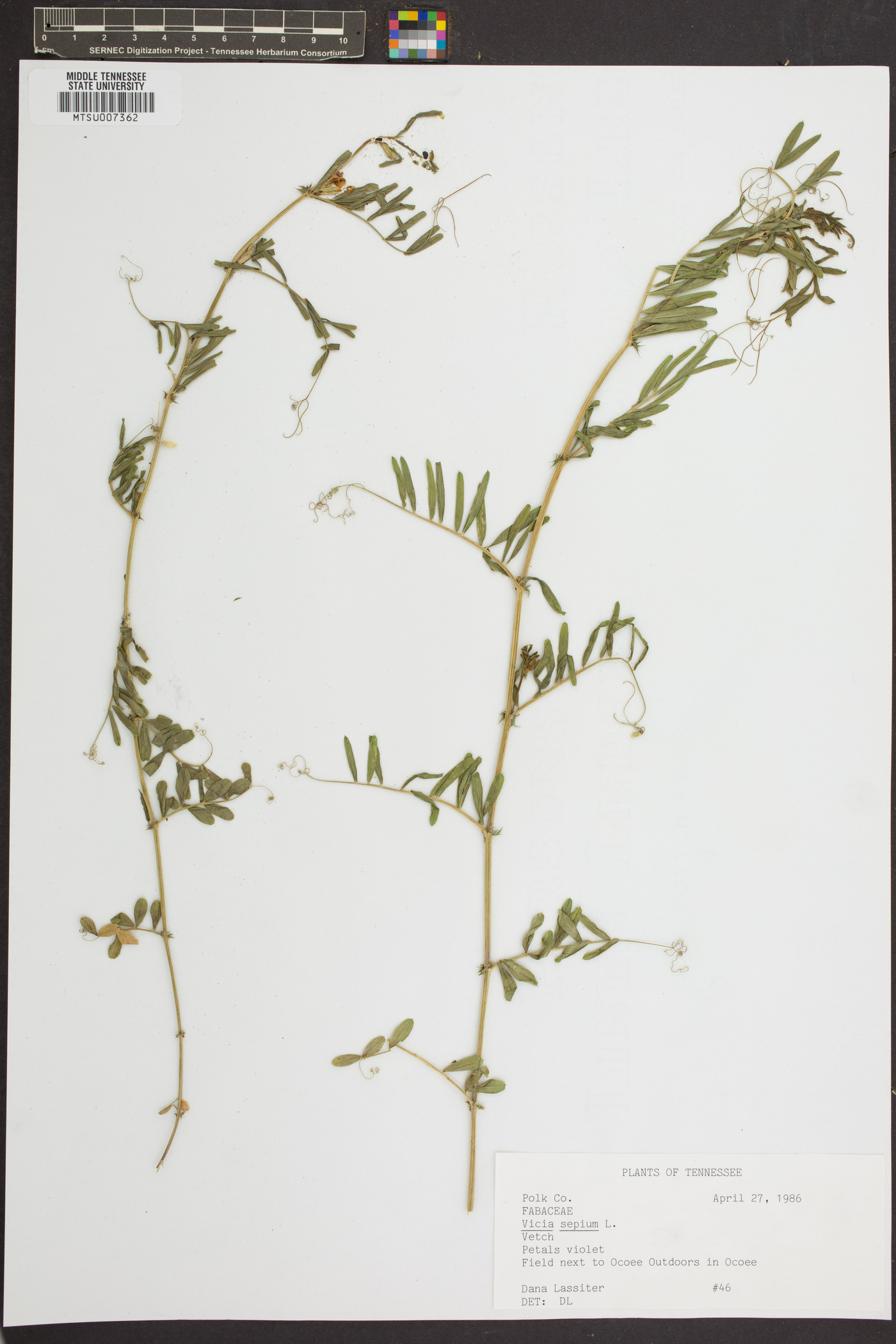 Vicia sepium image
