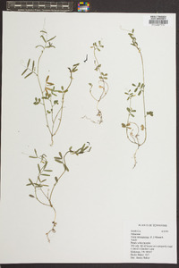 Vicia tetrasperma image