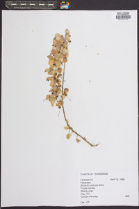 Wisteria sinensis image