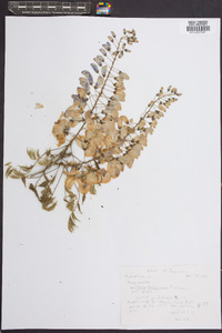 Wisteria frutescens image