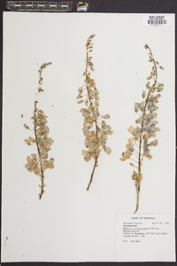 Wisteria frutescens image