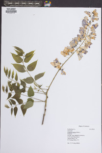 Wisteria sinensis image