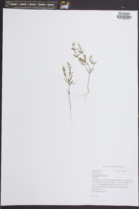 Polygala verticillata image