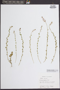 Polygala crenata image