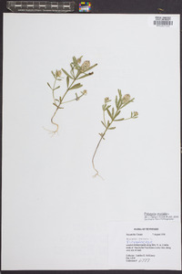 Polygala cruciata image