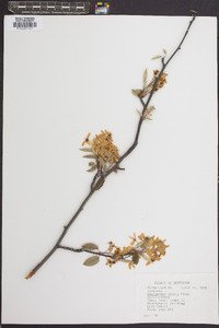 Amelanchier laevis image