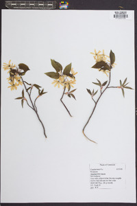 Amelanchier laevis image