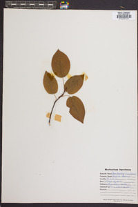 Amelanchier canadensis image