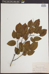 Amelanchier canadensis image