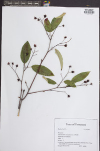 Amelanchier canadensis image