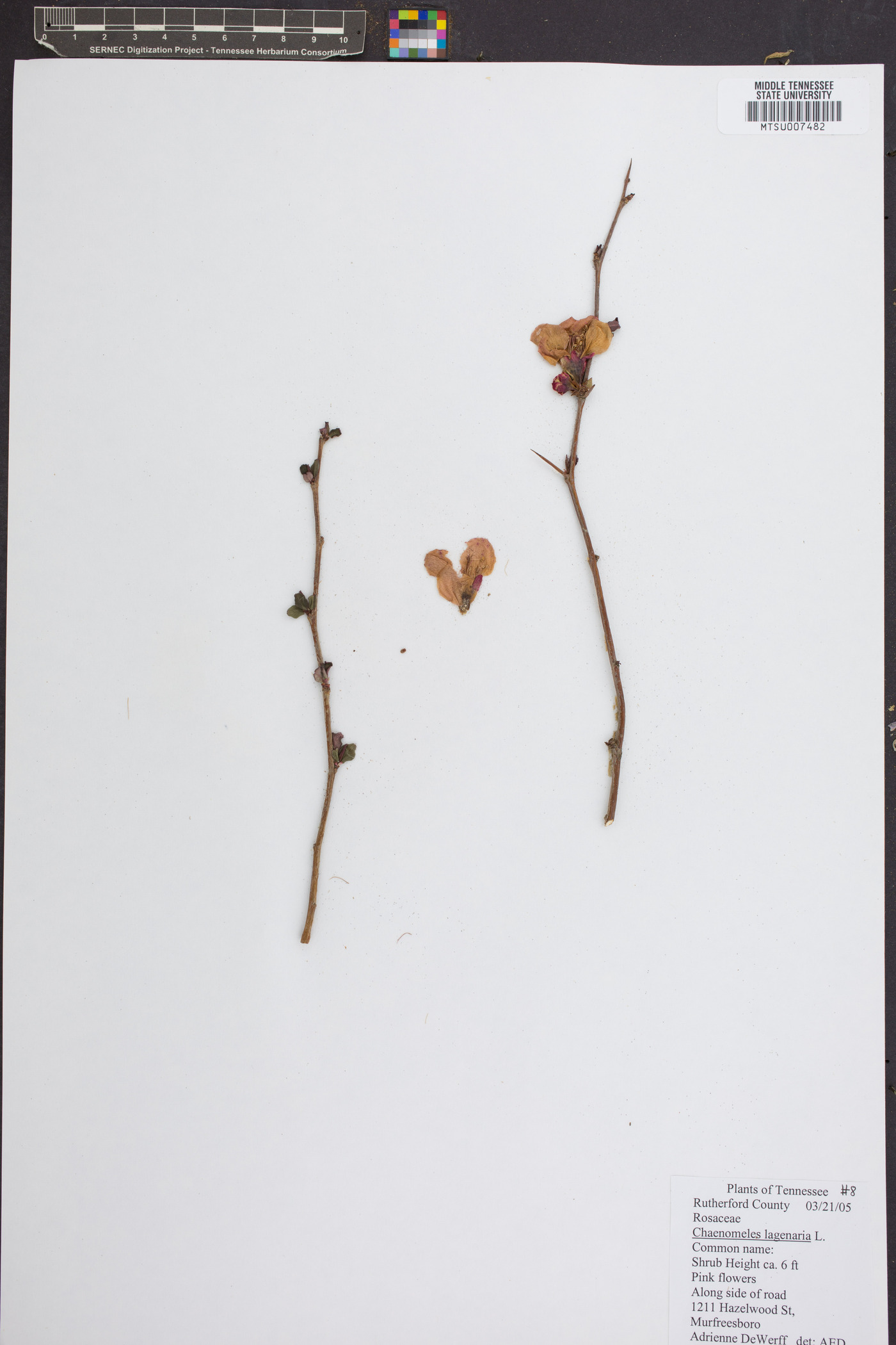 Chaenomeles lagenaria image