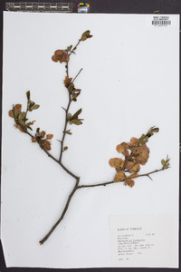 Chaenomeles lagenaria image