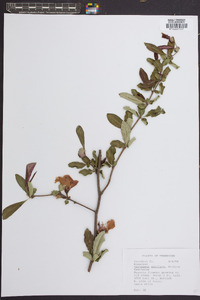 Crataegus uniflora image