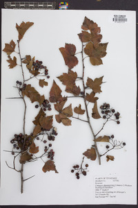 Crataegus phaenopyrum image