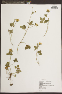 Potentilla indica image