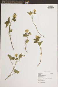 Potentilla indica image