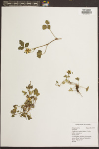 Potentilla indica image