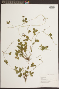 Potentilla indica image