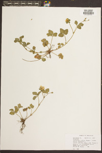 Potentilla indica image