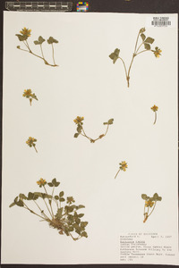 Potentilla indica image