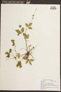 Potentilla indica image