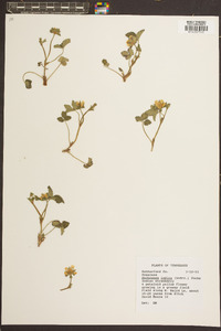 Potentilla indica image