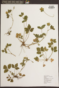 Potentilla indica image