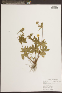 Potentilla indica image