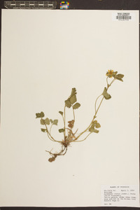 Potentilla indica image