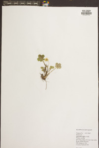 Potentilla indica image