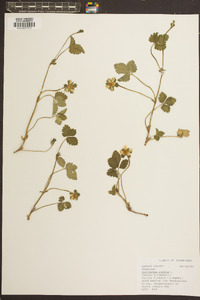 Potentilla indica image