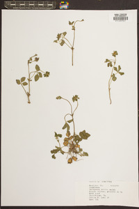 Potentilla indica image