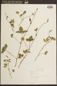 Potentilla indica image