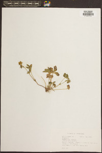 Potentilla indica image