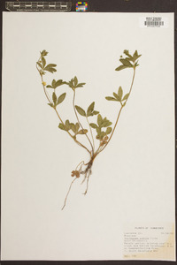 Potentilla indica image