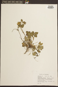 Potentilla indica image