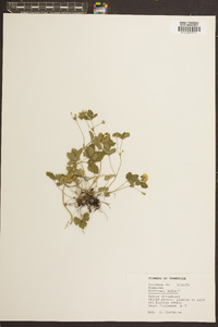 Potentilla indica image